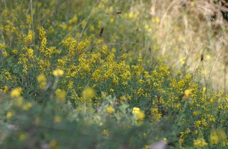 Schwärzlicher Geißklee (Cytisus nigricans) - © Emanuel Trummer